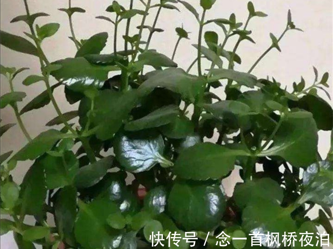 长寿花枝条太乱,秋天剪一剪,补上“1种肥”,呼呼冒花苞