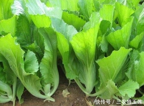 高蛋白|农村常见的野菜，被称为“牧羊人的钱包”富含高蛋白，常吃身体好
