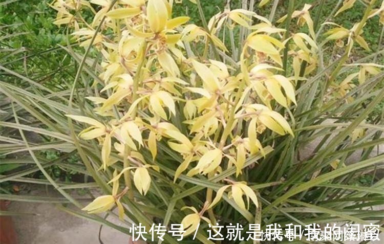 生根|养兰花，给它喷点“生根水”，大白根直冒，长得肥肥壮壮！