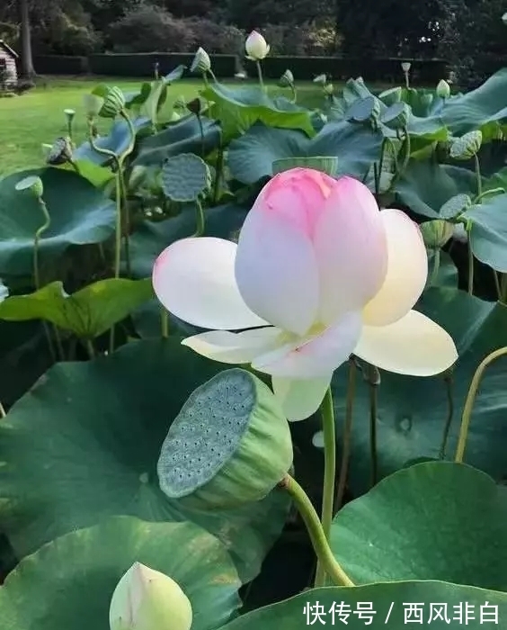 学说|黄帝内经:诸病皆由心病起,心若安时百病消。再论真气精神之根源