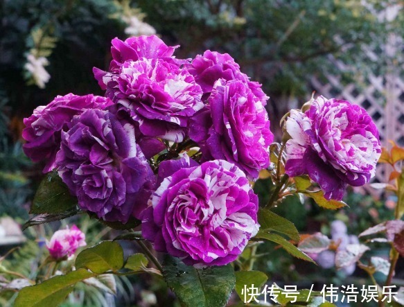 蓝妖|月季花杜鹃花栀子花总是养不活教你一招,连开3个月!