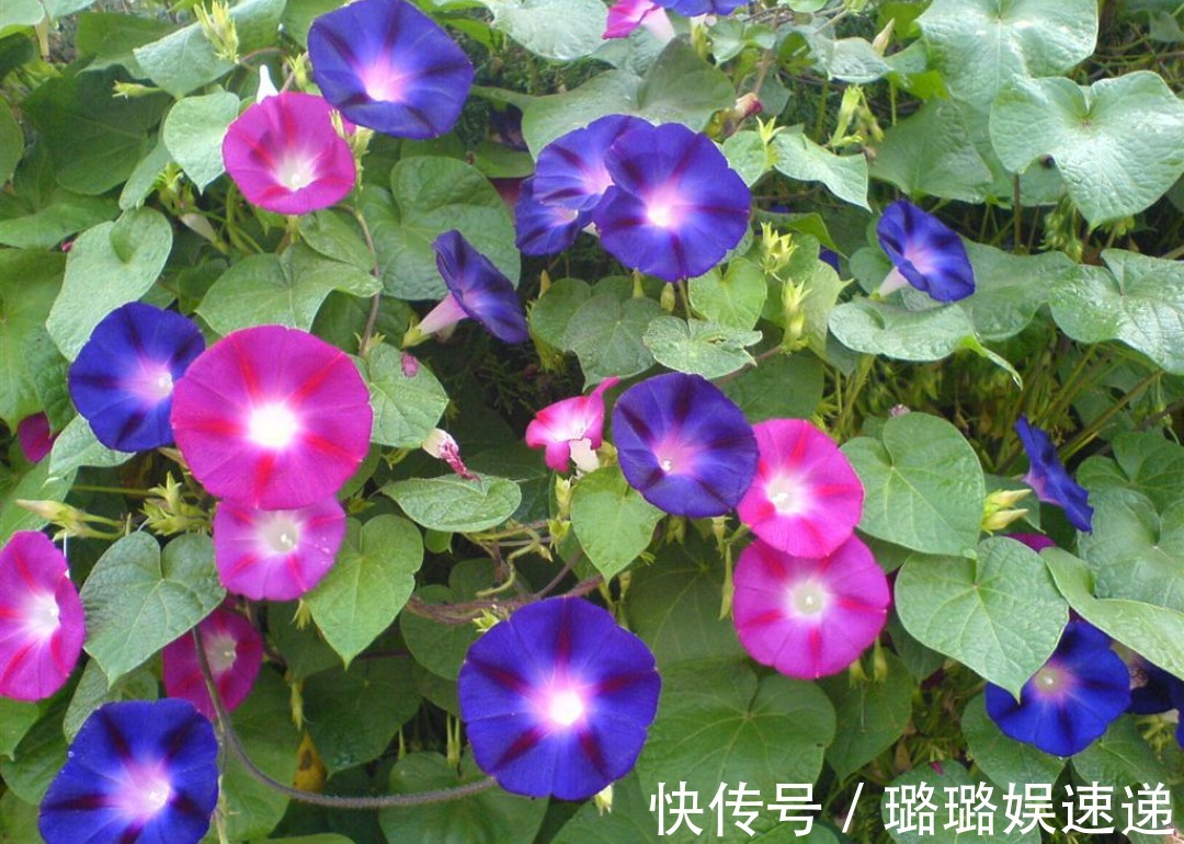 提个醒在山地灌丛中遇见此野花,一定要拔回家,现在知道还不晚