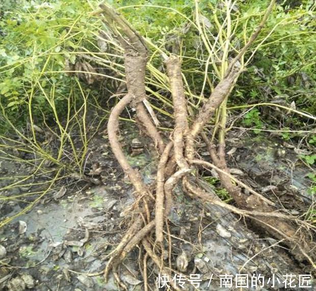 黄耆和黄芪是一样的吗 黄耆和黄芪是一样的吗