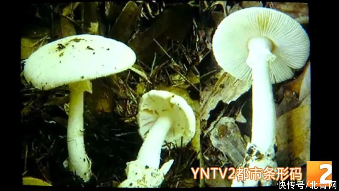 致命鹅膏|误食致命鹅膏！一家四口中毒被紧急送医，其中还有一个四岁孩子