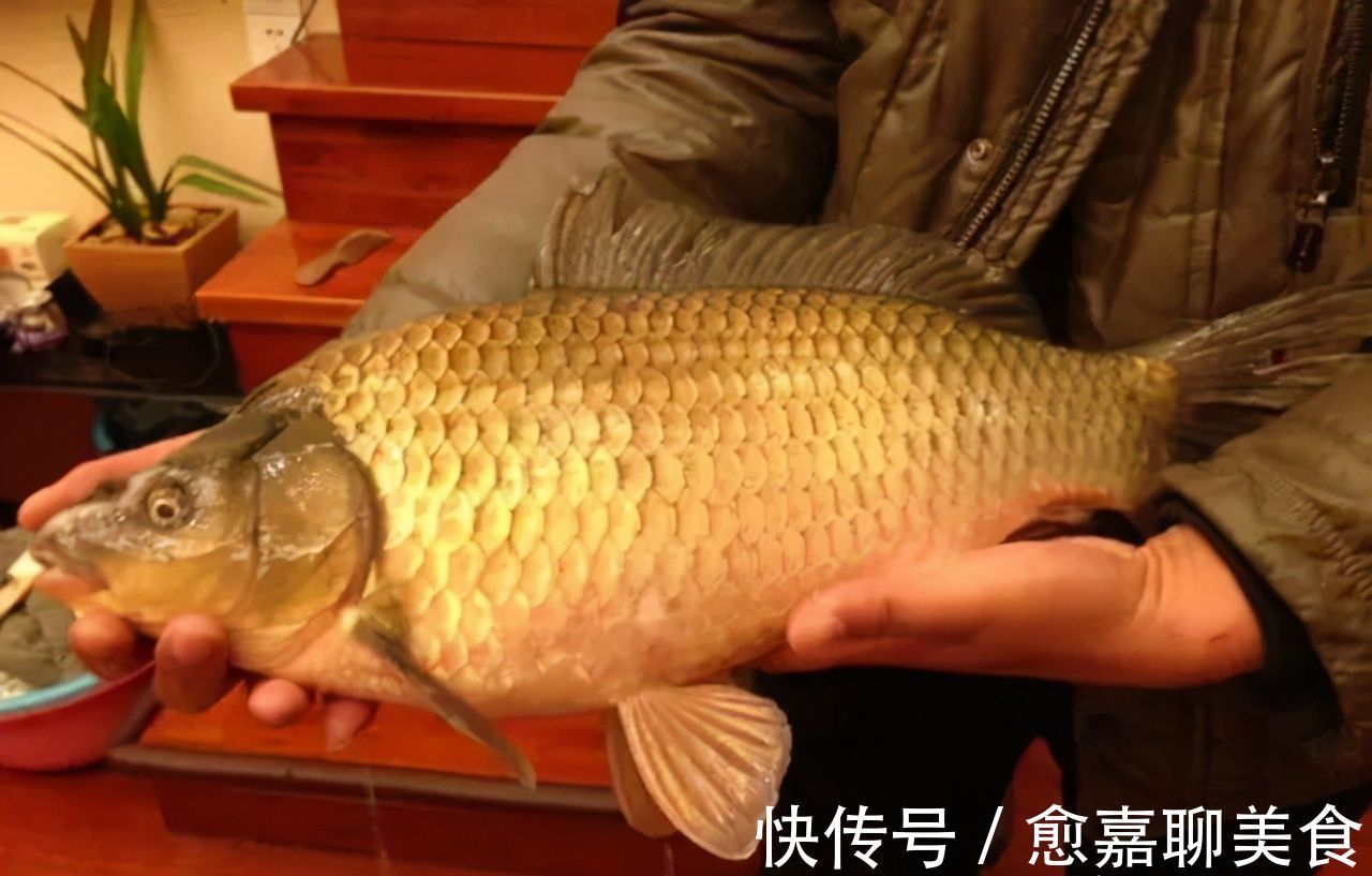 做法|河沟钓到“鲫鱼王”，足有七斤重，有人要买走，钓友做法让人钦佩