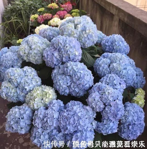 阿司匹林|家里“过期”小药片,养花是个宝,丢在盆里,比生根水还管用!