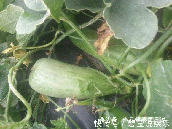 功效|立秋后,晚上当零食吃几片,能保肝护肝,降血压,常食更显年轻