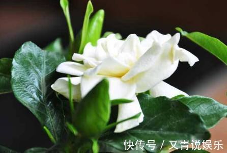 媳妇|媳妇养栀子花有方法，浇花时放点它，叶片翠绿肥厚花开不断！