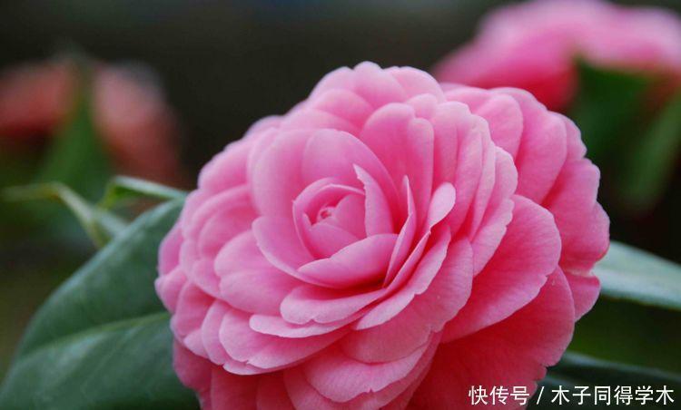 吊兰|4种花养家里,沾土就活,开花又大又艳,比牡丹美