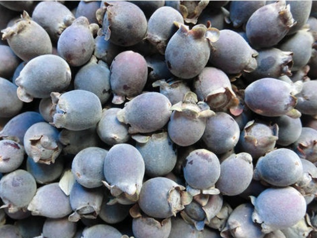 手脚冰凉|一种山上的黑色小野果,拿来泡酒喝,让你手脚不冰凉,头发更黑亮