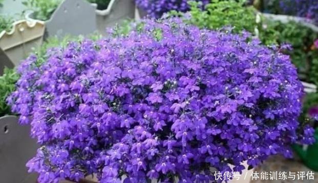 养花别再用自制肥，制作耗时还难闻，用上它养啥都爆满盆！