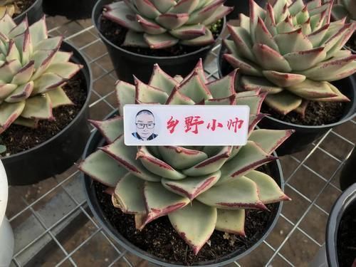 小帅|冬季养多肉，了解怎样“懒”怎样“勤”，冬季多肉才会美美哒