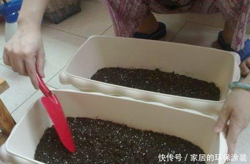 虫子|养花土,用一个塑料袋,轻松杀虫灭菌,花盆里一个虫子都没有