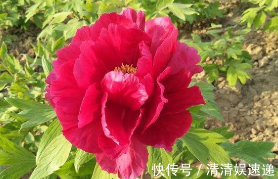 新手养花不如养一盆“芳纪”,花色纯正,香味浓郁,适合盆栽养殖