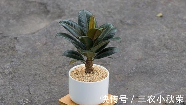 橡皮树扦插繁殖正当时! 一张叶、一截枝, 长成一棵树!