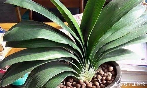 花友们|想要君子兰根壮叶绿不歪斜,养护时注意这点,君子兰蹭蹭直长爆盆