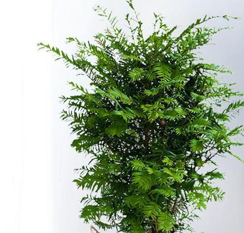 最近家里又多了一员,净化空气的小能手,落地款红豆杉