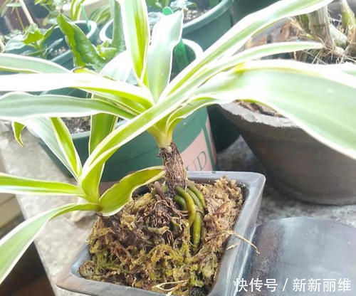 6块钱的吊兰,3年养成老桩,5年变成1棵小树,做好4点就行