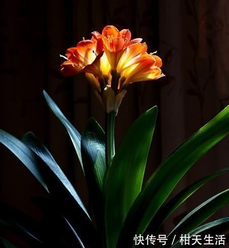 水培|君子兰不开花还总是烂根教你一招,君子兰从此长不停