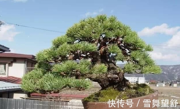 6种高端松树盆景，日本品种占一半，最后1个却是中国一级保护植物