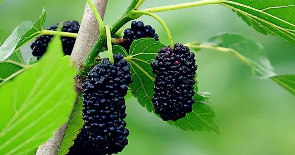 招财进宝|冬至一到,家里准备好3种“鸿运果”,寓意招财进宝多子多福