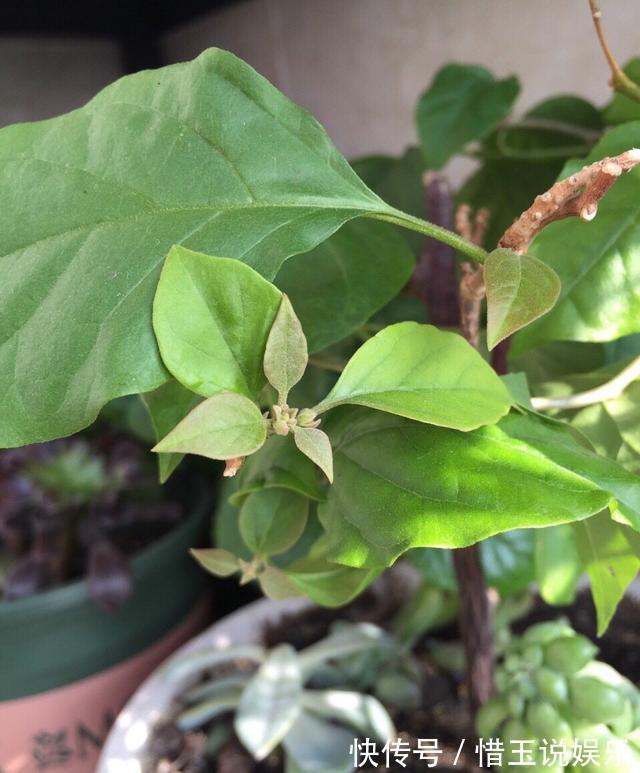 枝条|什么盆栽最好养这“7种”,好养好繁殖,丢土里长爆盆、常开花
