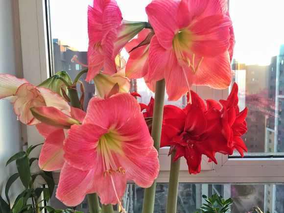 盛夏养花,就养这4款四季能开花,颜值高,又好养的花,懒人大爱