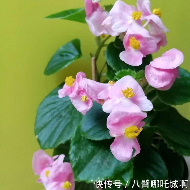 阳台|阳台养花,别错过这6种花,春夏秋冬有花赏
