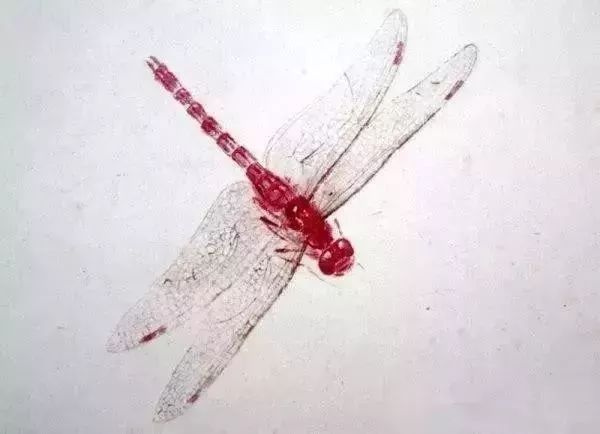 蝗虫$齐白石问娄师白:你数过螳螂翅上的细筋有多少根吗?