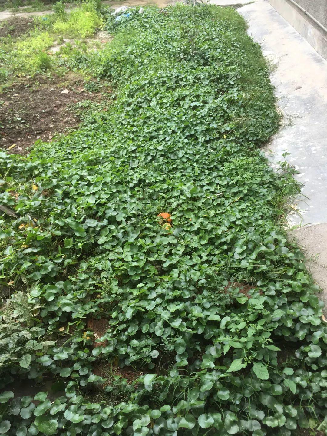 农村养花优势发,地大肥多,一不小心养成小花海!