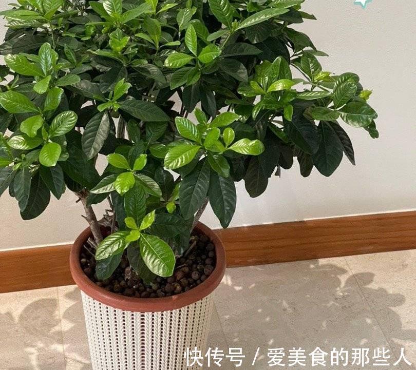 养花土里,必须加3种料,不板结不积水不烂根,花草疯长很旺盛