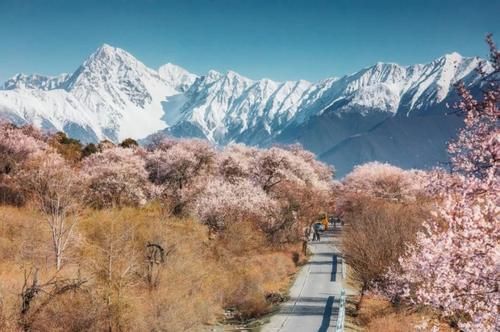 急速蹿红的赏花圣地，3月开始美到极致