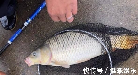 垂钓|夜钓鲤鱼,真的不用吹,这套钓法最管用,大鲤鱼接连入护