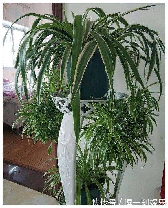 8种绿植，家里养一盆，废气吸光光，净化空气一级棒