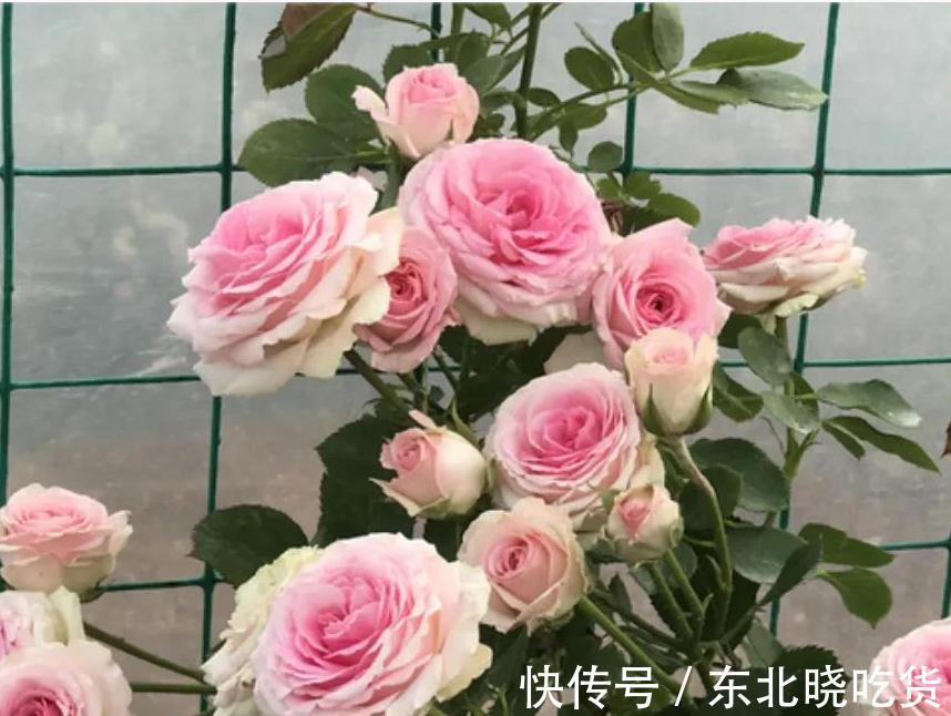 喜欢月季花养2种就够了,粗放管理,四季开花不断