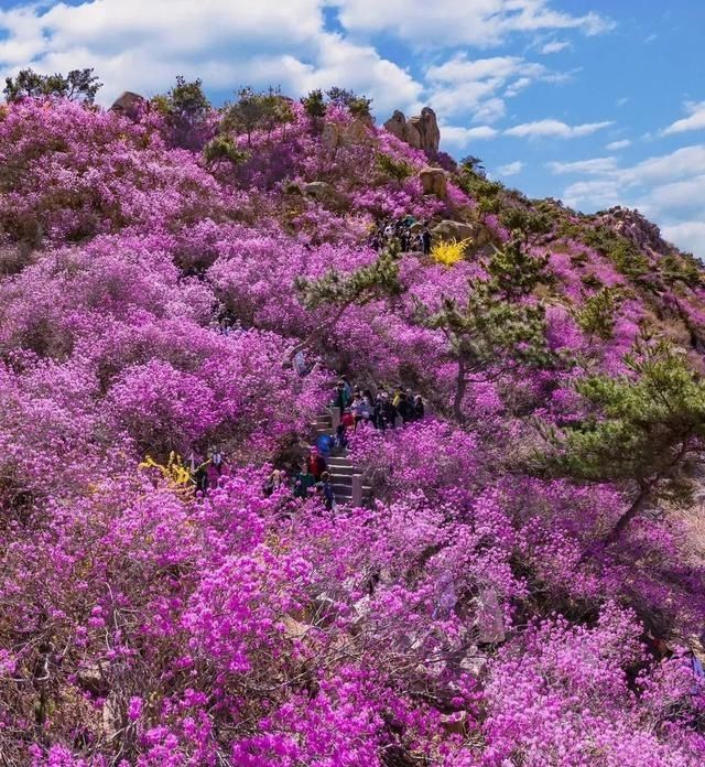 官宣！第16届青岛西海岸杜鹃花会3月20日正式启幕