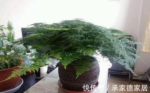 有害气体|文竹干枯怎么救，方法对了还你一盆绿色健康的文竹