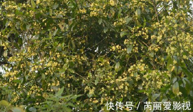 植物|消失20年!贵州再次发现中国特有植物富宁藤,重现意味着什么?