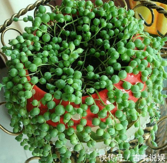 阳台空荡不知道养啥学会垂盆5种多肉,个个长成''小瀑布''