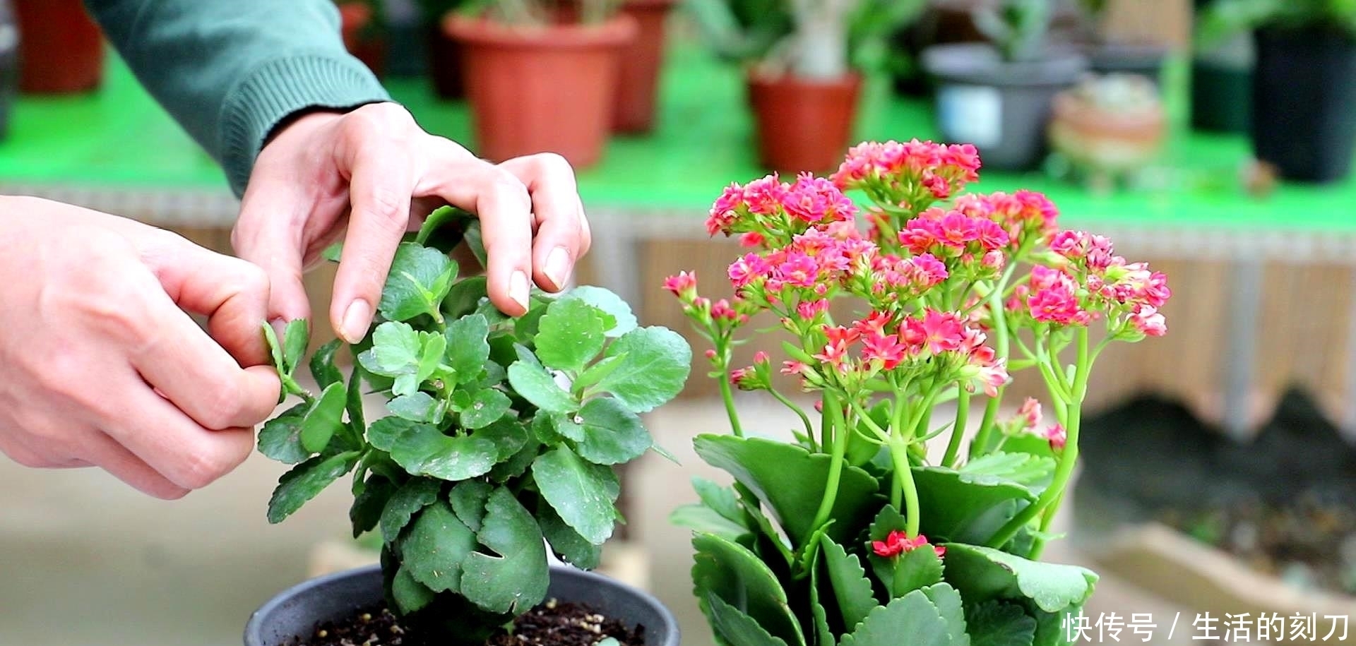 长寿花很好养,施点这种肥,叶片肥美又亮丽,花期能达150天