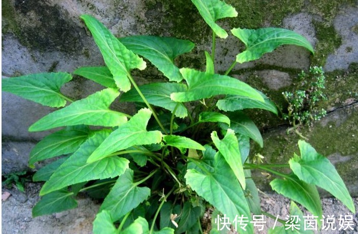 犁头草|以下这种常见的野草,能清热解毒,凉血消肿,清肝明目,你认识吗