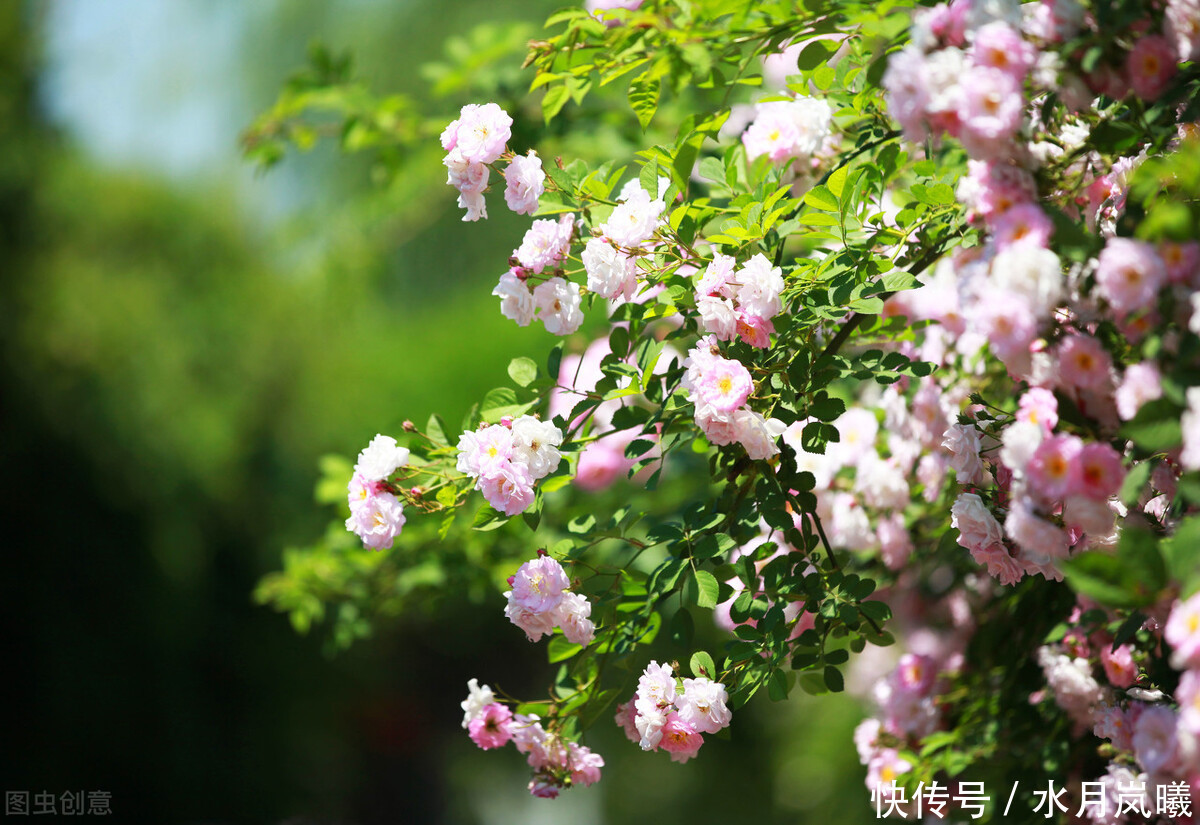 烟染岁月，春情如婳，豆蔻梢头春色浅，丁香枝上流年长