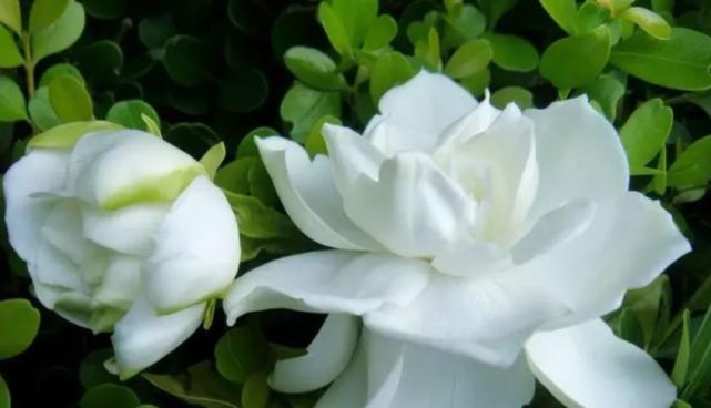 3种“花”快入盆,一插就活,7天生白根,开花不断,家里飘满香