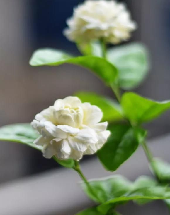 花友们,茉莉花期的时候,4件事万万不能做,不然花苞呼呼落