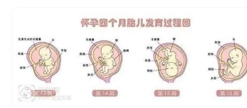 子宫|胎儿那么大,孕妇的内脏都跑哪了?看完这张图网友表示:心疼女人