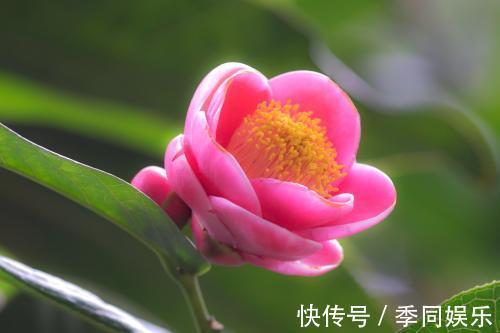 养茶花做好以下7点,叶片油亮、花朵艳丽、轻松开爆盆