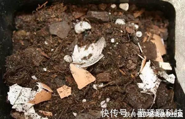 肥料|鸡蛋壳你不要都给我,鸡蛋壳的8种养花秘诀!