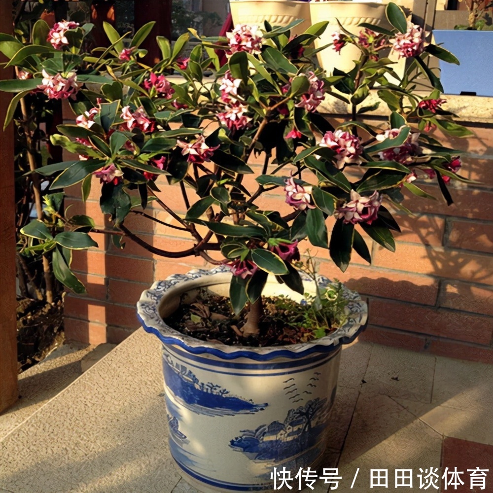 9种“吉利花”,优雅又大气,转运又富贵,养在客厅太“旺家”