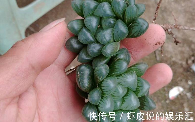 该怎么帮助“新买”的多肉服盆?10年经验的花友:搞定3点“OK”