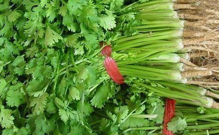 香菜配上它,肚腩没了,腰也不痛了女人不想满脸皱纹,值得一试